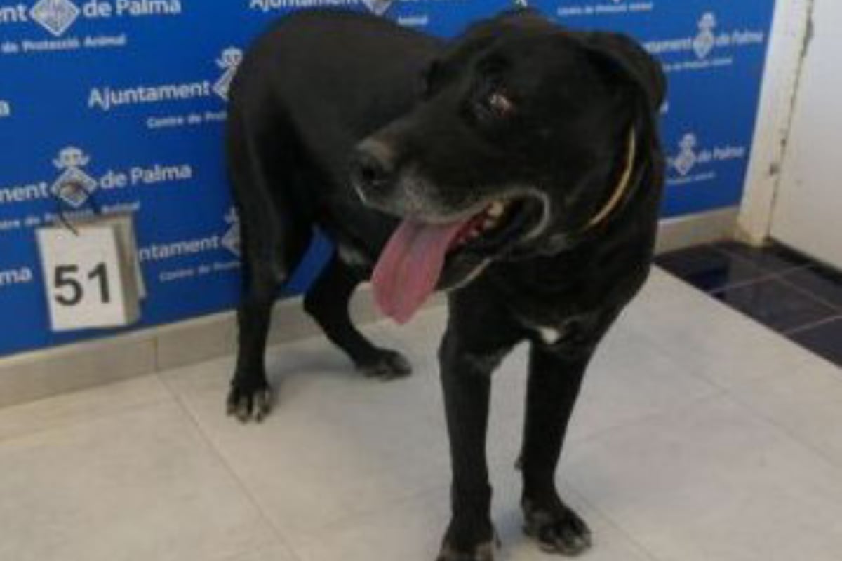 Rescatan a perrito que estuvo encadenado durante 10 años sin poder moverse