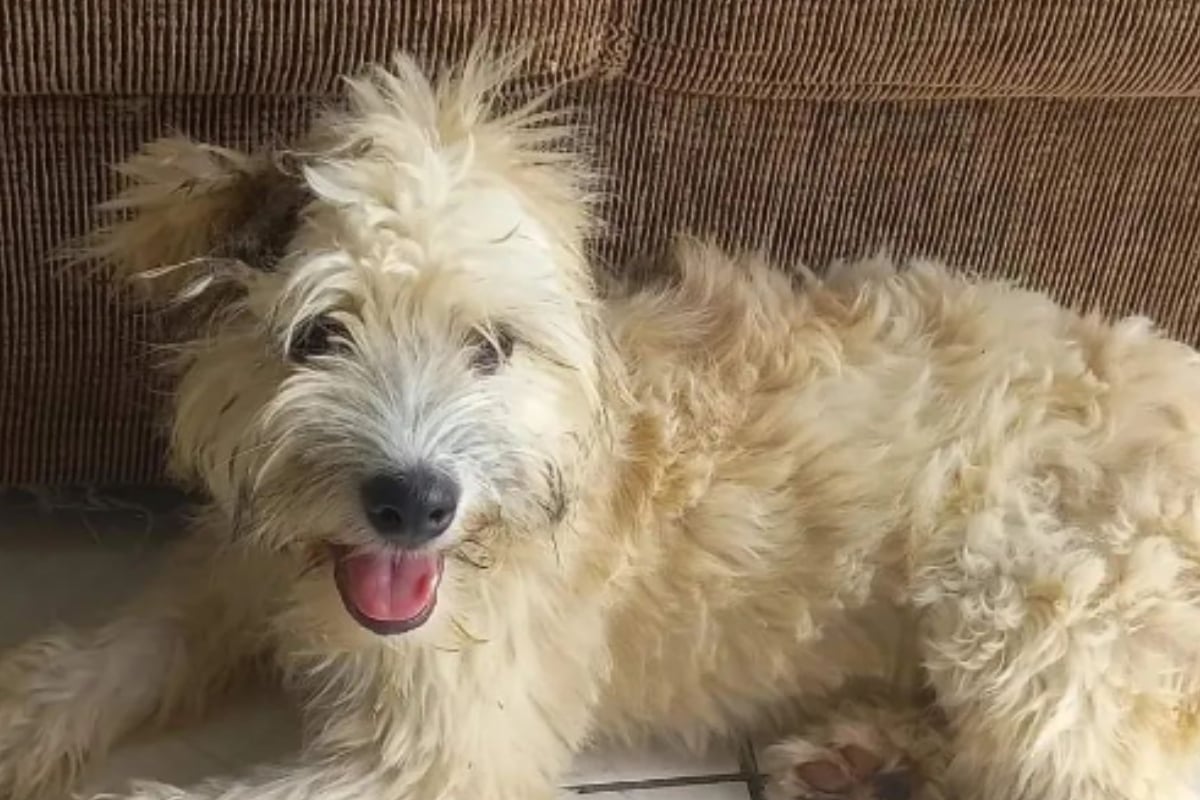 Mujer compra sillón usado y encuentra perrita en su interior