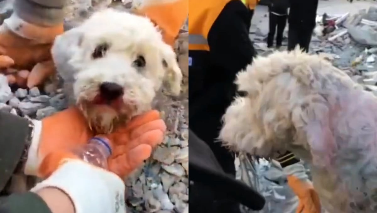 Video: Rescatan a un perrito de los escombros en Turquía