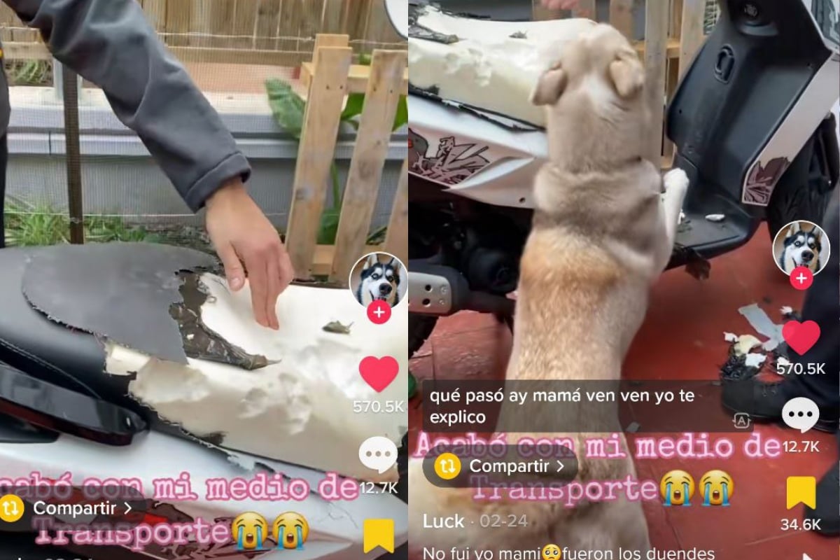 Perritos destrozan motocicleta de su dueño: fueron los duendes