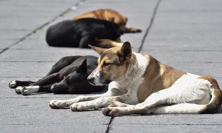 Denuncian a refugio de perritos en la CDMX; los dejaba morir