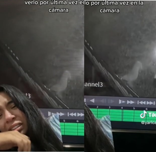Supuesta "alma" de perrito se despide de su dueña tras morir, lo capta cámara de seguridad