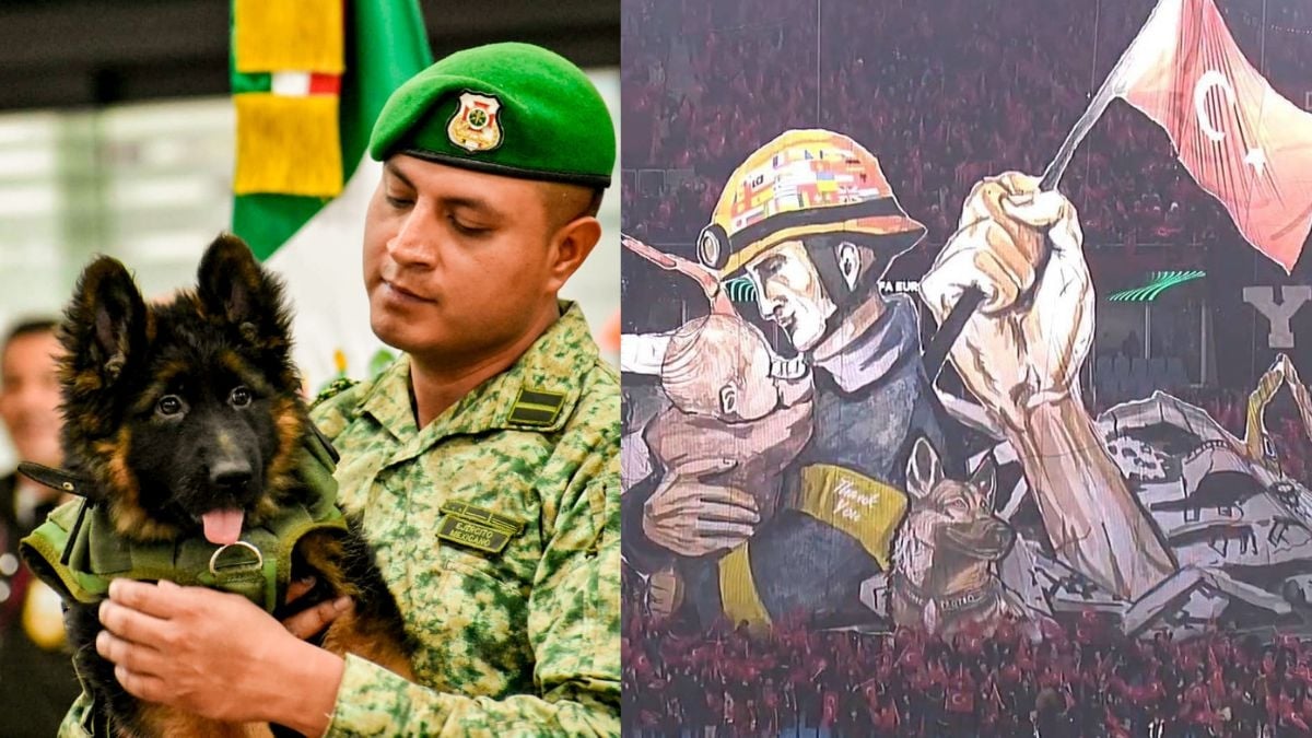 Turquía dona cachorro a México por muerte de Proteo, el perro rescatista