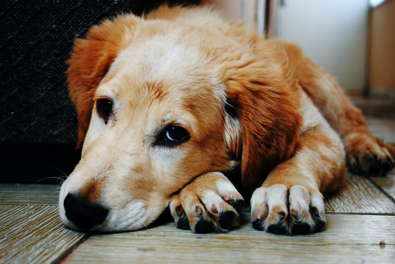 ¿Cuáles son las vacunas obligatorias para mis perros?