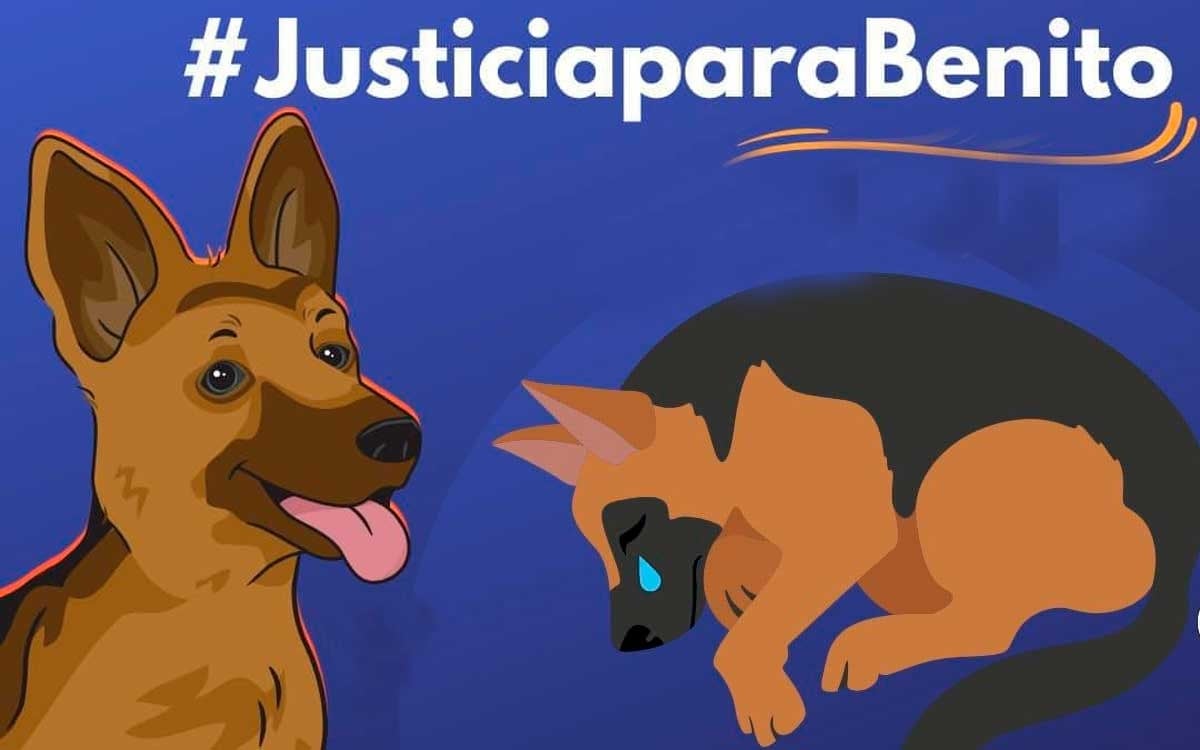 Menor dueño del perrito lanzado a cazo con aceite recuerda el ataque y exige justicia