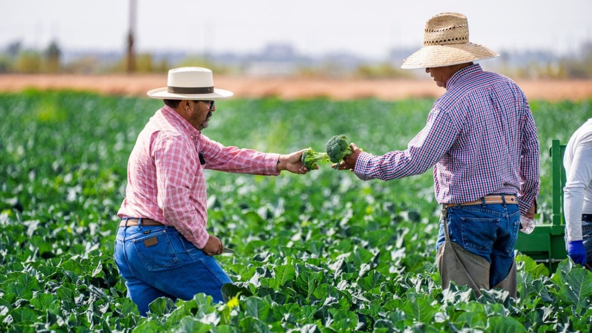 Así puedes tramitar el permiso para trabajar de manera legal en Estados Unidos