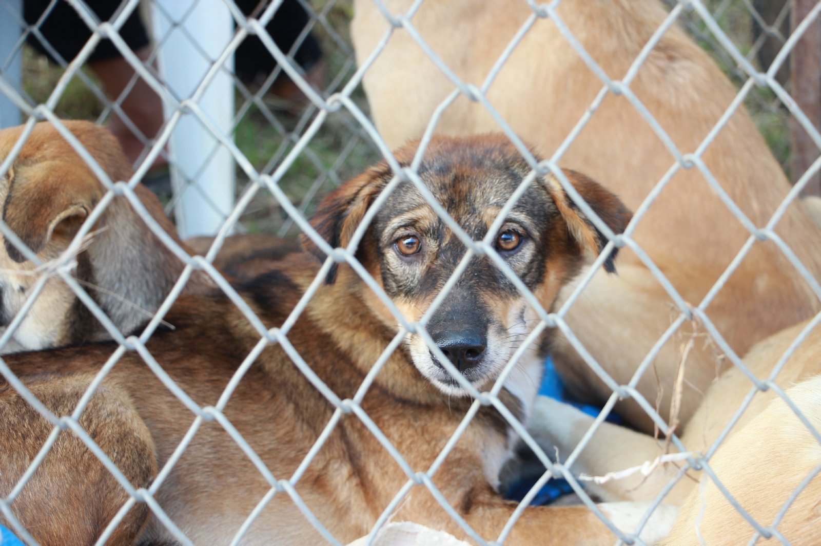 Caso Scooby: Este Es El Perfil Psicológico De Un Maltratador De ...