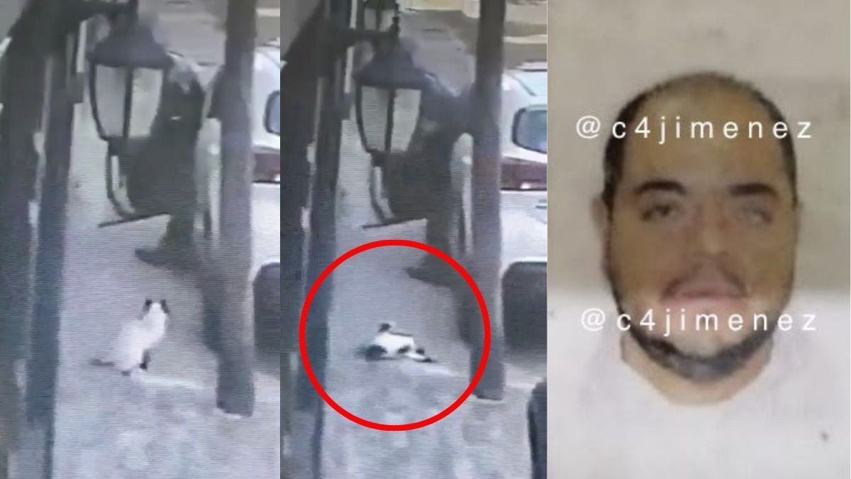 ¡Justicia! Detienen a hombre que disparó y mató a un gato en Tlalnepantla