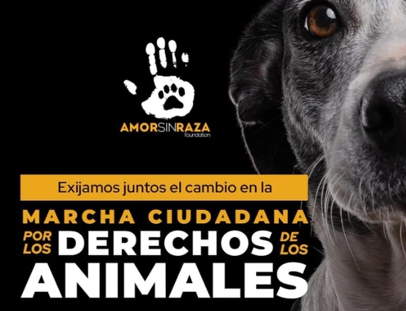 Marcha por los derechos de los animales en la CDMX: ¿cuándo y a qué hora será?