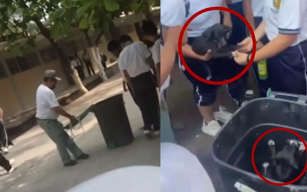 Maestro arrastra a perrita y tira a sus cachorros a la basura frente a sus alumnos