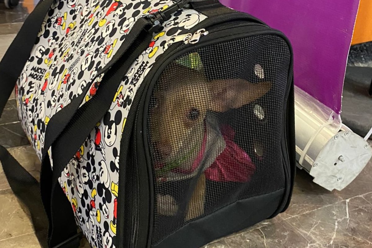 Buscan a dueños de perrita encontrada en el Aeropuerto de Monterrey