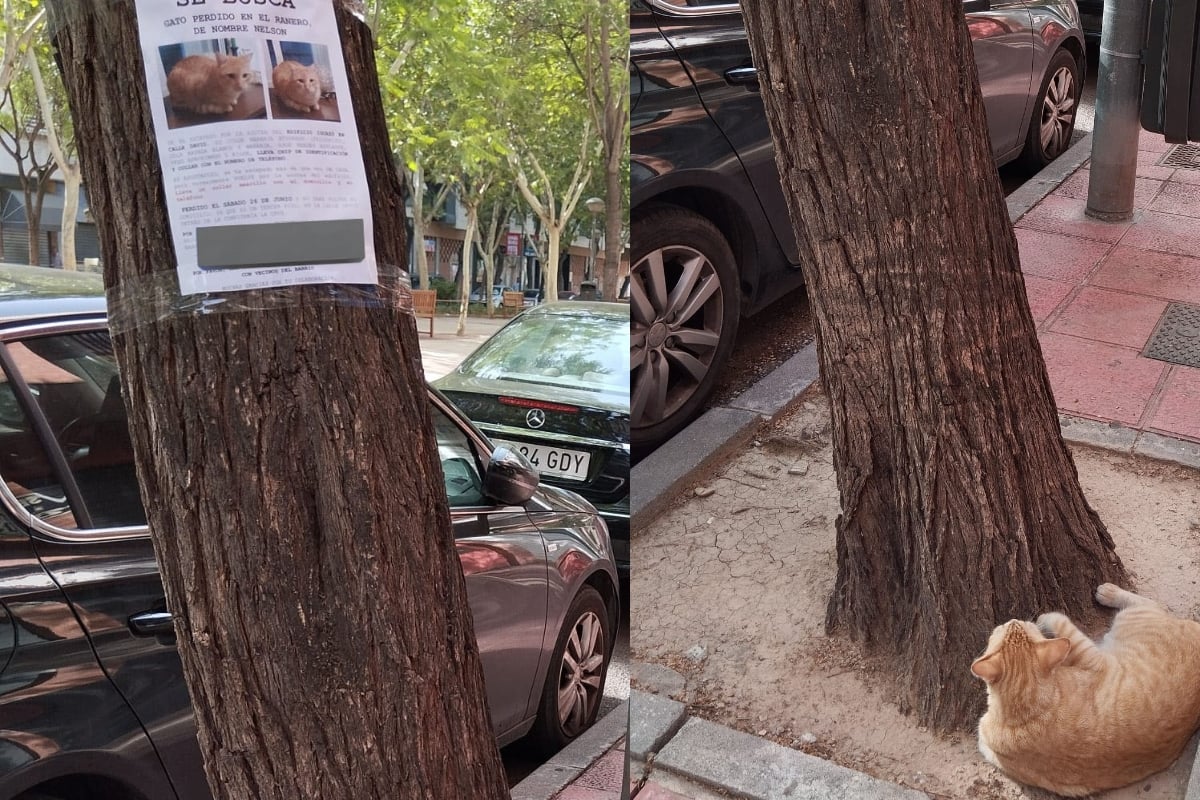Encuentran a gato perdido que miraba su propio cartel de búsqueda