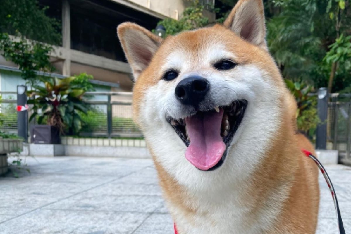 Perrito Cheems es diagnosticado con cáncer