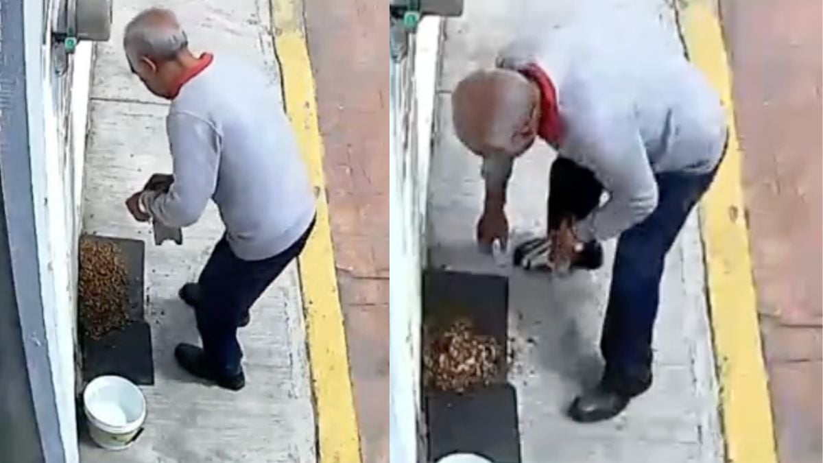 VIDEO: abuelito pone polvo en croquetas para perros callejeros, acusan que es veneno