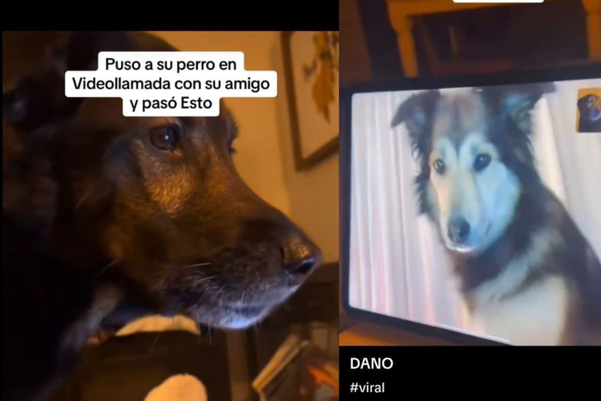 Perritos hacen videollamada porque se extrañan y cautivan a las redes