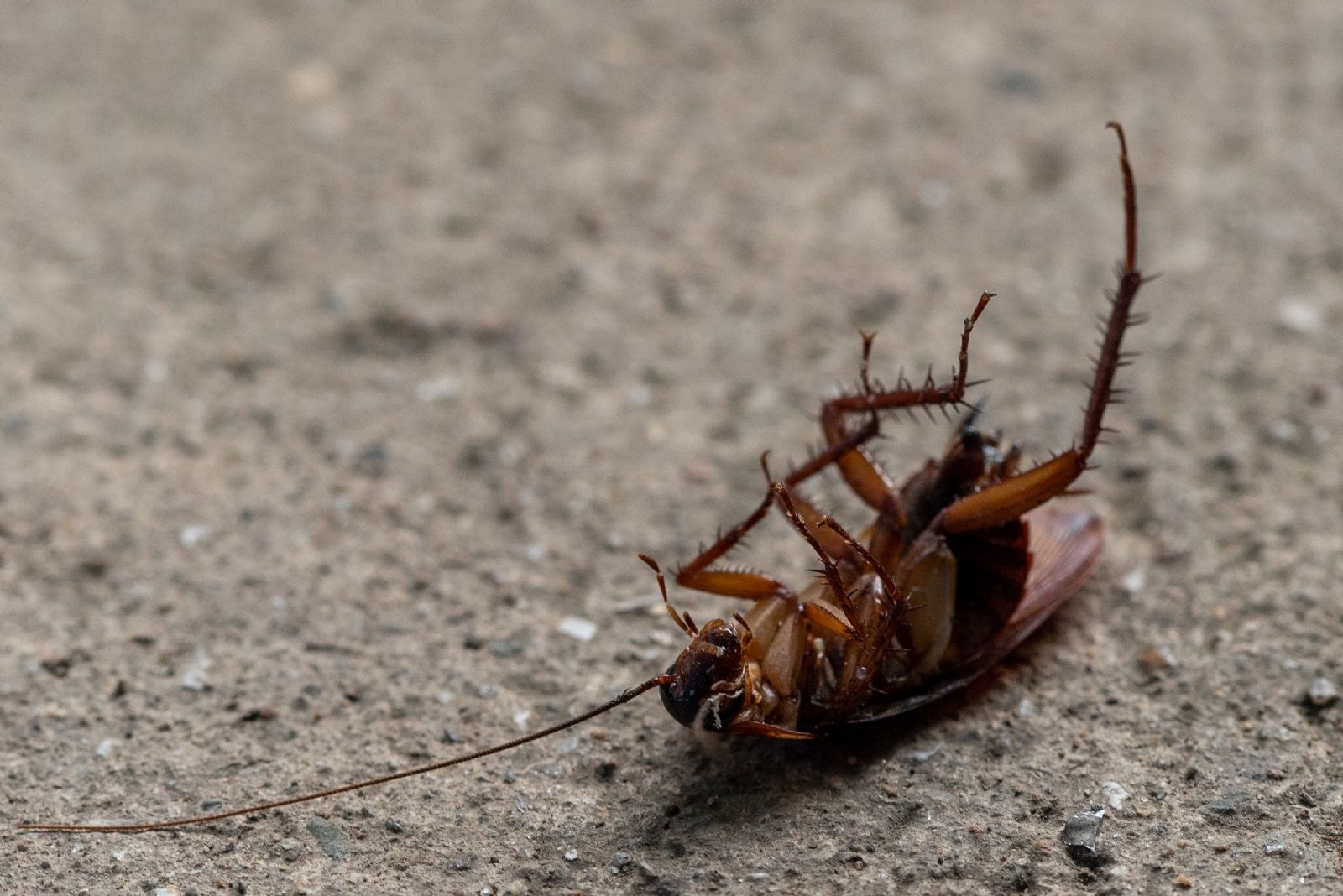 Cómo eliminar una plaga de cucarachas de mi casa