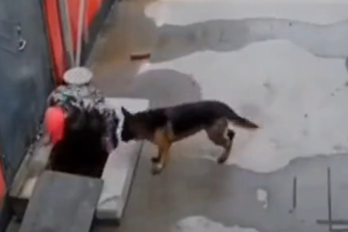 Perrito ayuda a su amigo que cayó a coladera