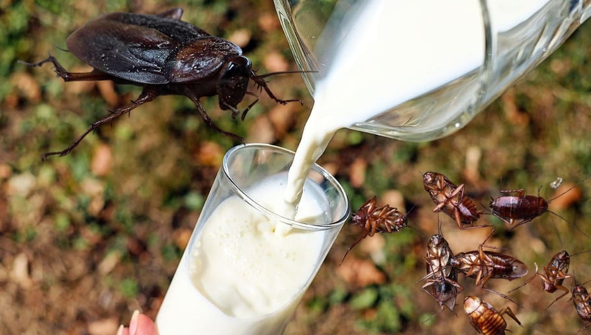 ¿Qué es la leche de cucaracha y por qué es un superalimento?