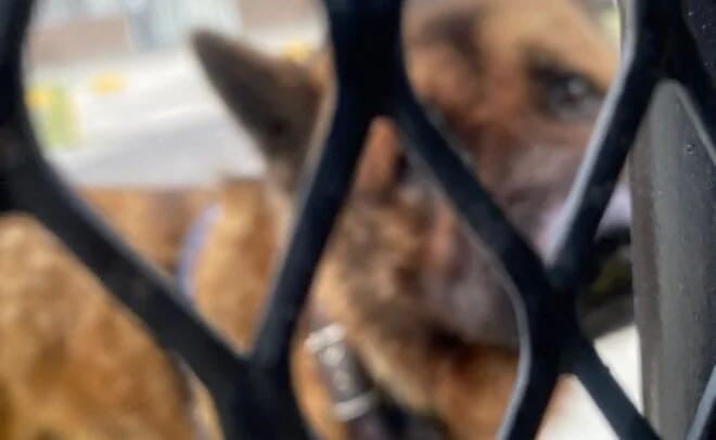 Justicia para Kuko: perrito guía es asesinado a golpes en Edomex