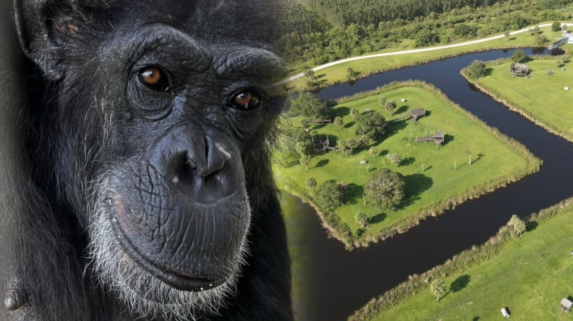 Tierna reacción de chimpancé al ser liberado después de años de encierro
