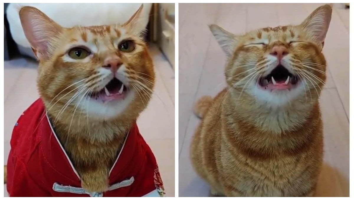 Gatito que canta con su dueño se vuelve viral en TikTok
