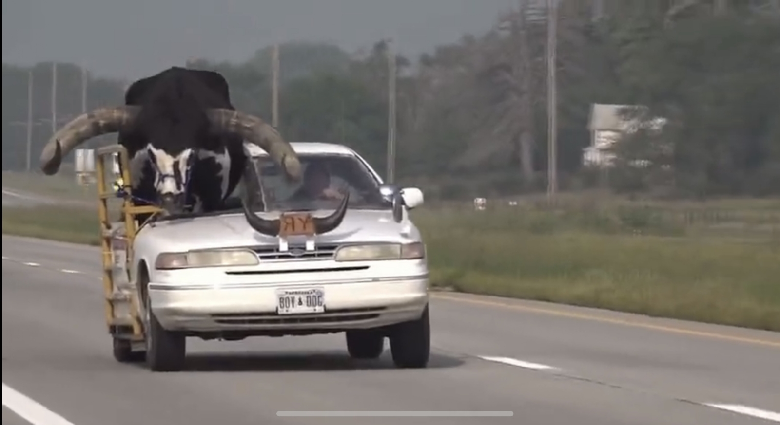 Hombre es captado transportando  un toro gigante en su coche