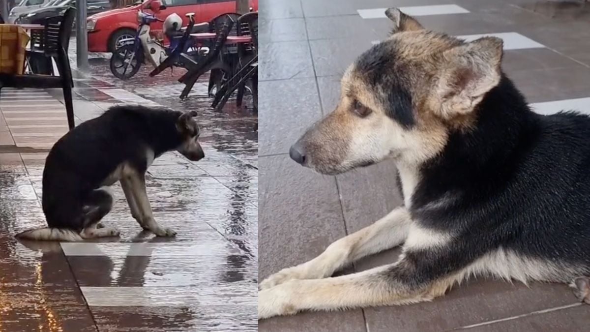 VIDEO: Mujer encuentra a su perra perdida 8 meses después gracias a Tik Tok