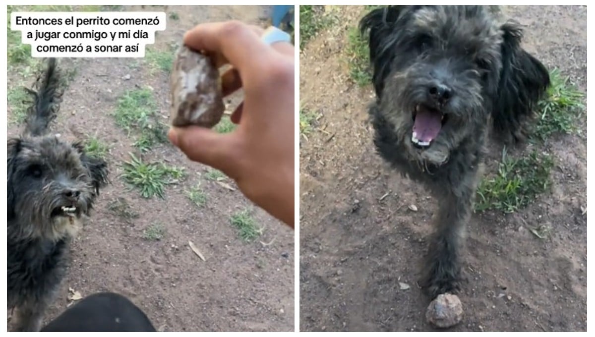 Perrito de la calle lleva una piedra a las personas para que jueguen con él