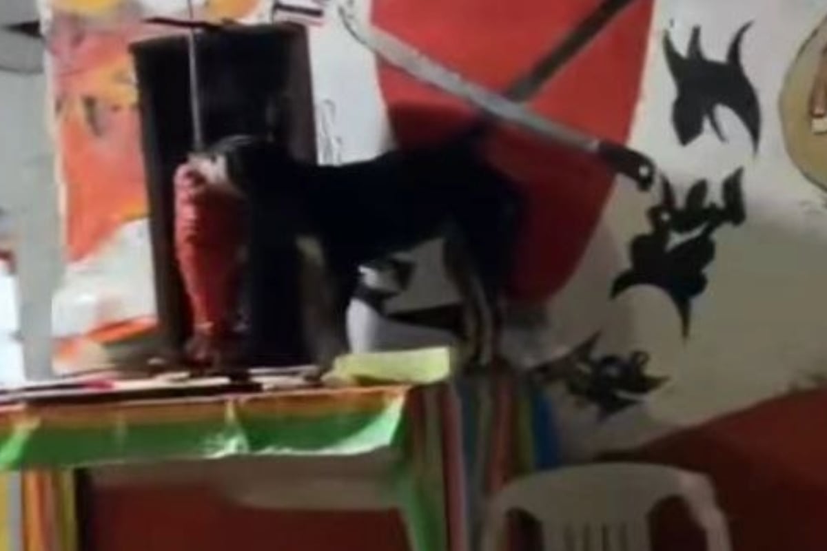 Captan a perrito mordiendo trompo de tacos de pastor sin que taquero se dé cuenta