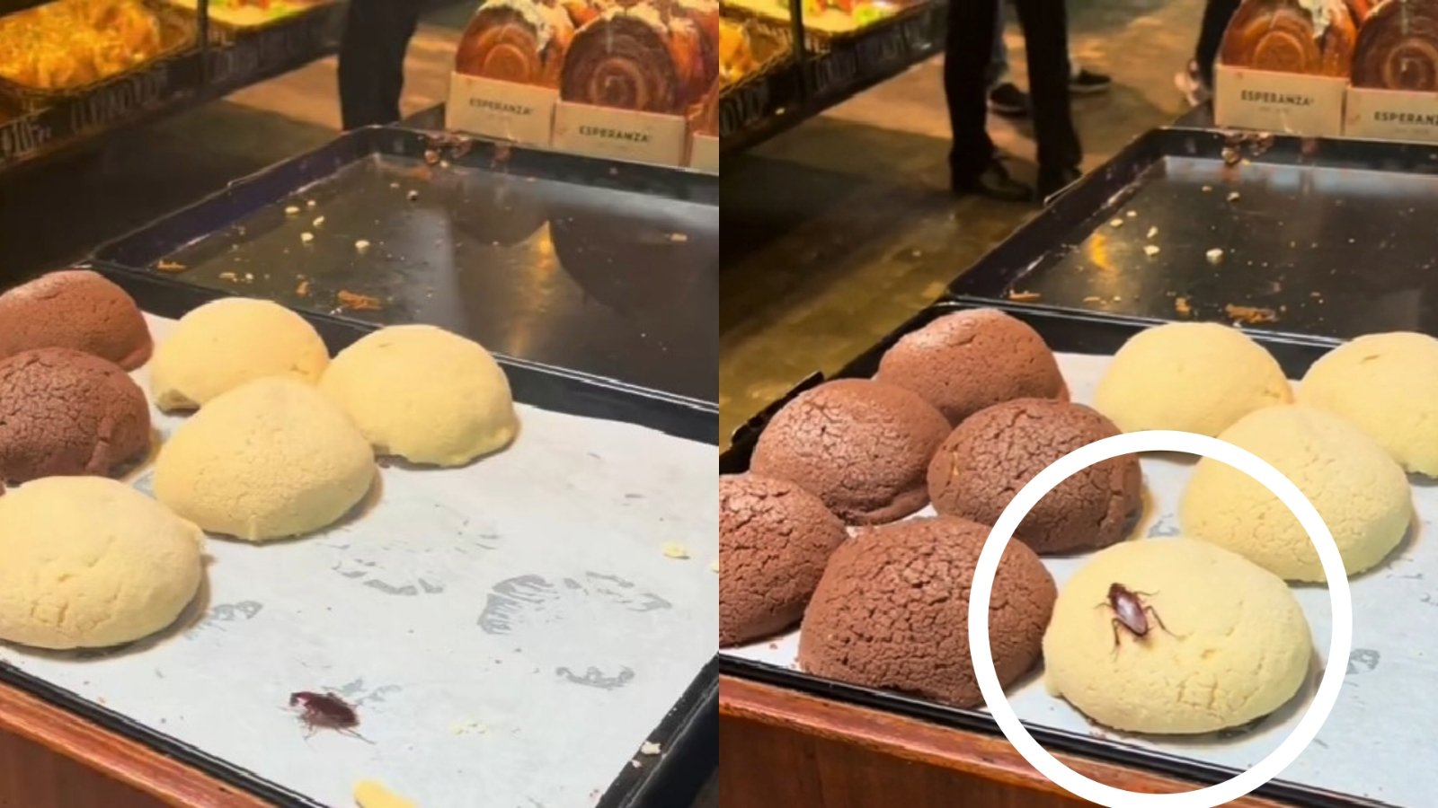 Clienta denuncia que había una cucaracha en La Esperanza: 'se paseó por las conchas'