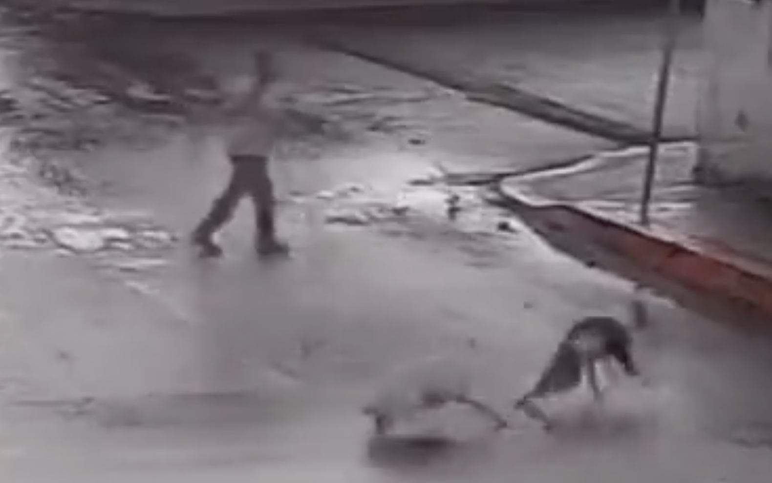 Captan a hombre disparando contra cuatro perritos en Puebla y genera indignación