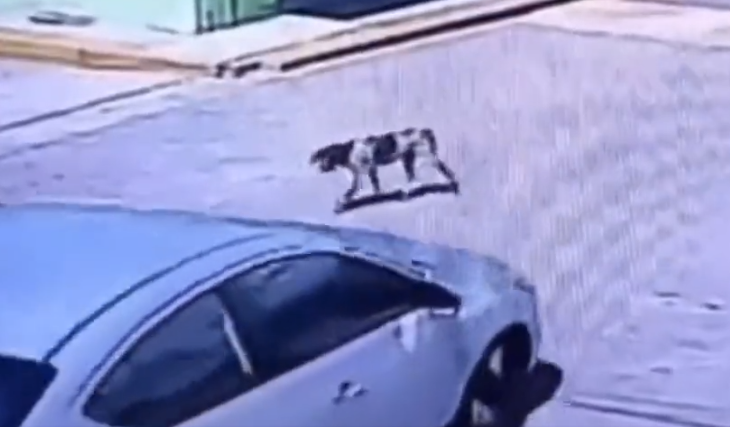 Exhiben a conductor que atropella a perrito callejero a propósito en Piaxtla, Puebla